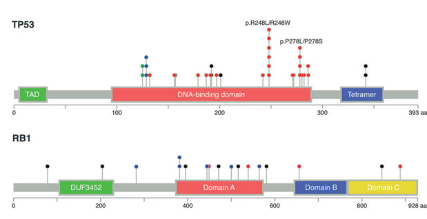TP53 Mutations in MCC